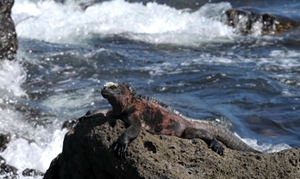 Chárter Islas Galapagos - animales endemicos